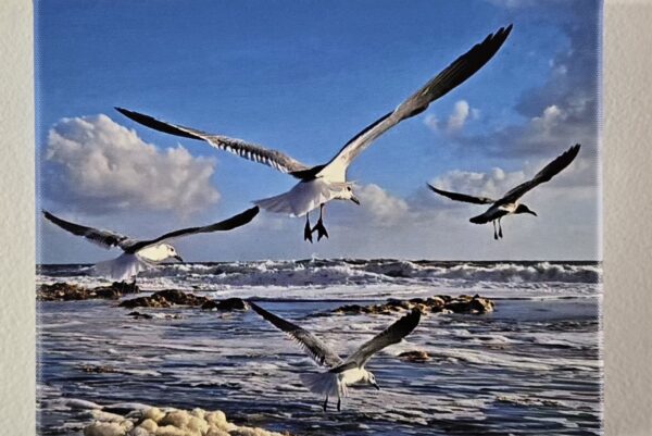 Seagulls in Flight 8″x10″ Canvas Print – Free Ship USA