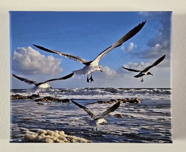 Seagulls